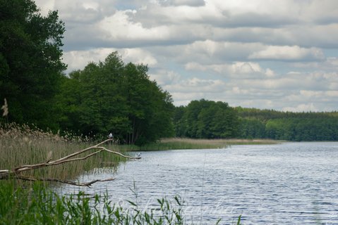 Śmieszka (Chroicocephalus ridibundus)