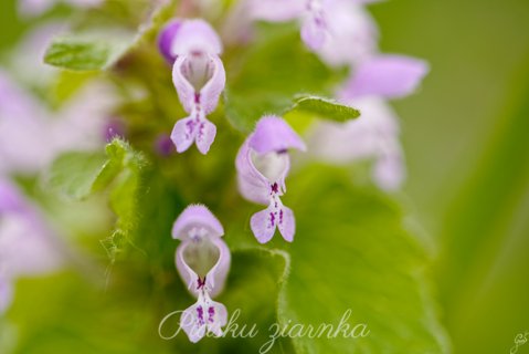 Jasnota różowa (Lamium amplexicaule)