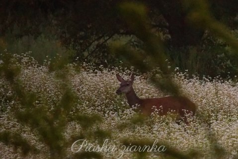 Sarna (Capreolus) w polu gryki