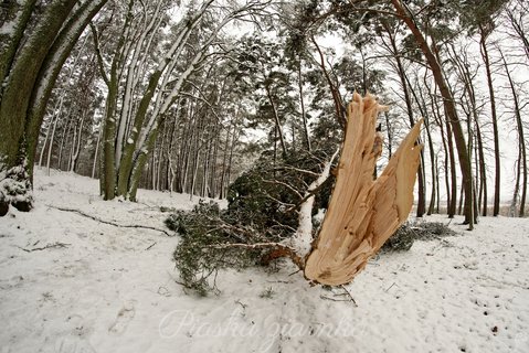 Ułamana gałąź w zaśnieżonym lesie