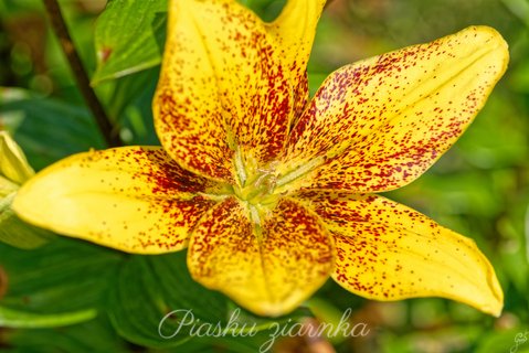 Lilia azjatycka (Lilium asiaticum)