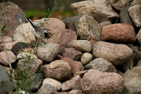 Pliszka siwa (Motacilla alba) na stercie kamieni