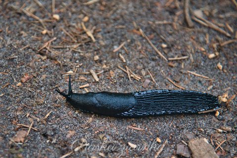 Pomrów czarniawy (Limax cinereoniger)