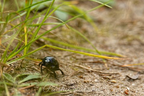 Żuk wiosenny (Trypocopris vernalis)