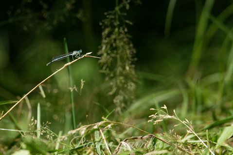 Pióronóg zwykły (Platycnemis pennipes) na źble trawy