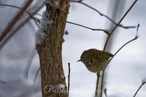 Zniczek (Regulus Ignicapilla)