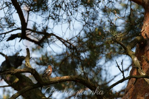 Zięba (Fringilla coelebs)