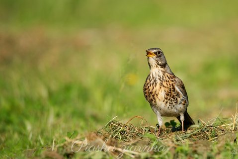 Kwiczoł (Turdus pilaris)