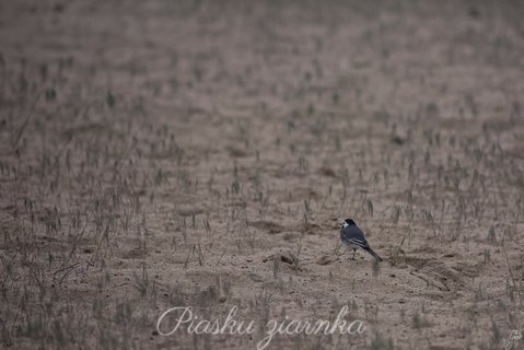 Pliszka siwa (Motacilla alba)