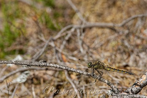 Szablak żółty (Sympetrum flaveolum)