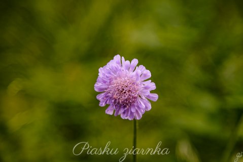 Świerzbnica polna (Knautia arvensis)