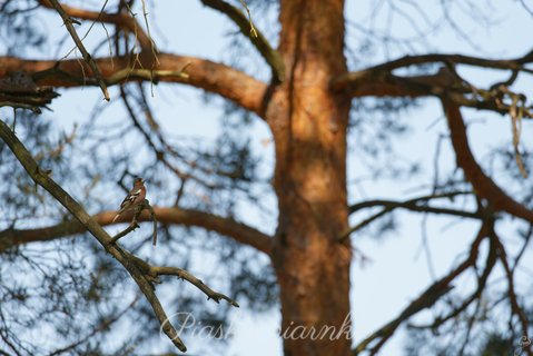 Zięba (Fringilla coelebs)