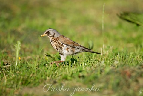 Kwiczoł (Turdus pilaris)