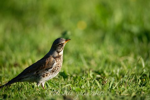 Kwiczoł (Turdus pilaris) prawy profil