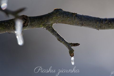 Sople na gałęzi