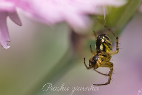 Tygrzyk paskowany (Argiope bruennichi)