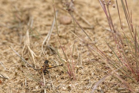 Osmyk okazały, osmyk piaskowiec (Cerceris arenaria)