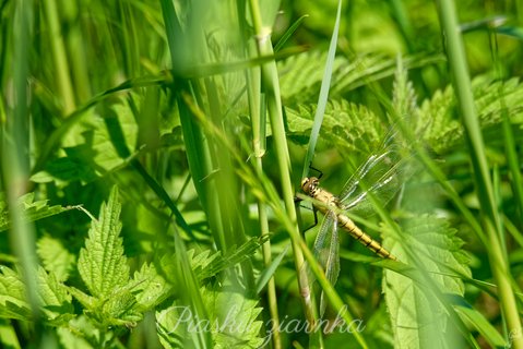 Szablak żółty (Sympetrum flaveolum)