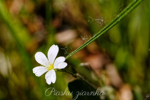 Rogownica polna (Cerastium arvense)