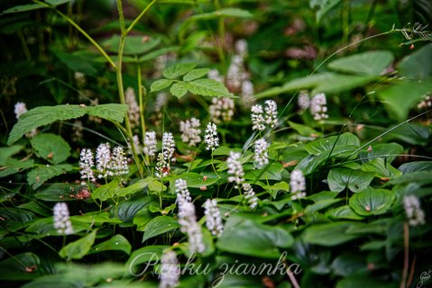 Konwalijka dwulistna (Maianthemum bifolium)