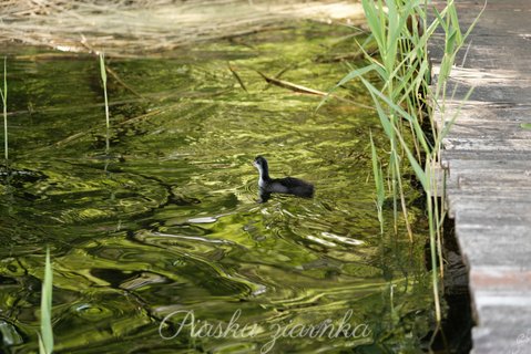 Łyska (Fulica atra)