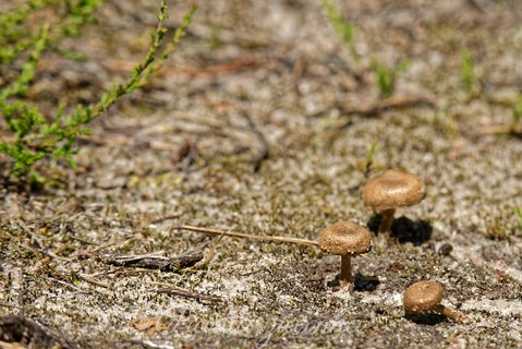 Trzej mushroomterowie na drodze stali