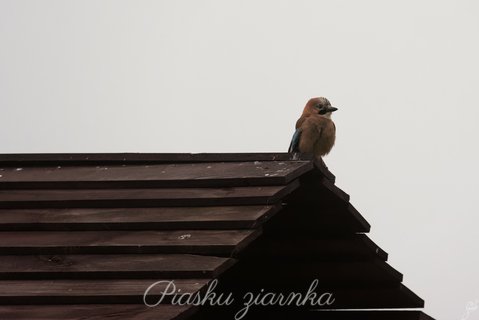 Sójka (Garruus glandarius)