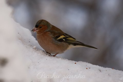 Zięba (Fringilla Coelebs)