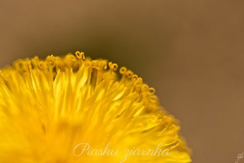 Mniszek pospolity (Taraxacum officinale) w makro fotografii