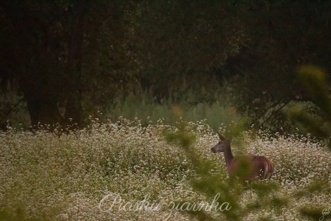 Sarna (Capreolus) w polu gryki