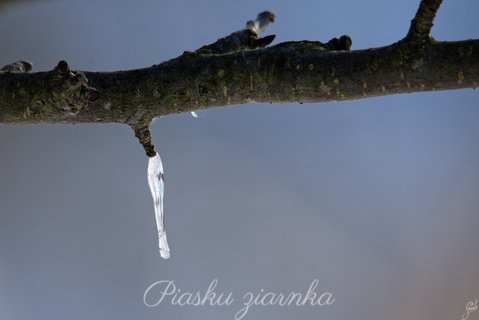 Sopel na drzewie