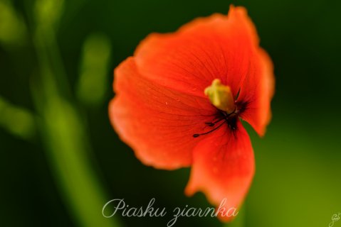 Mak polny (Papaver rhoeas)