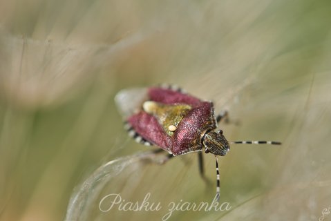 Pluskinia jagodziak (Dolycoris baccarum) na mniszku lekarskim