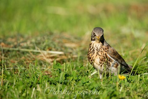 Kwiczoł (Turdus pilaris) patrzący na żółty kwiatek