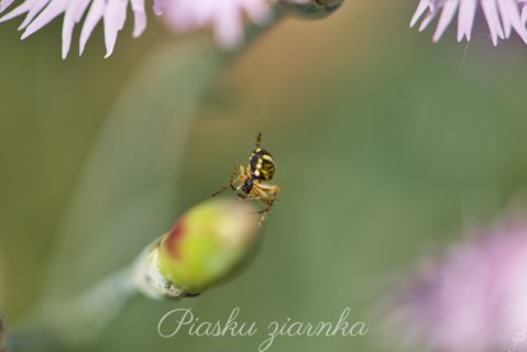 Tygrzyk paskowany (Argiope bruennichi)