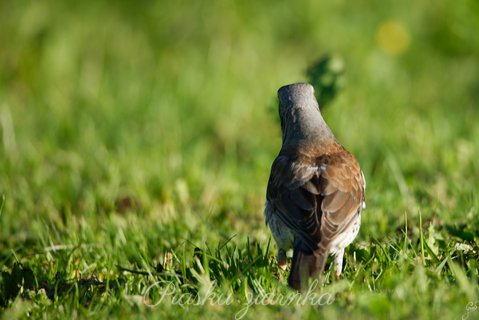 Plecki Kwiczoła (Turdus pilaris)