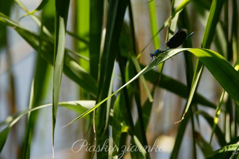 Świtezianka błyszcząca (Calopteryx splendens)