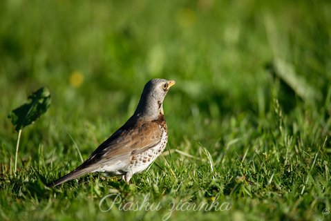 Kwiczoł (Turdus pilaris) prawy profil