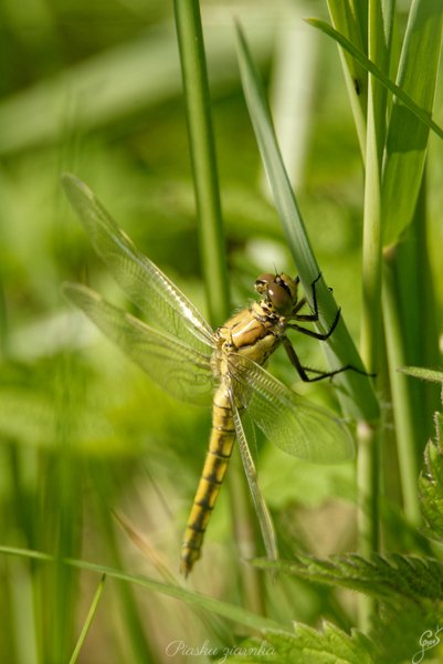 Szablak żółty (Sympetrum flaveolum)