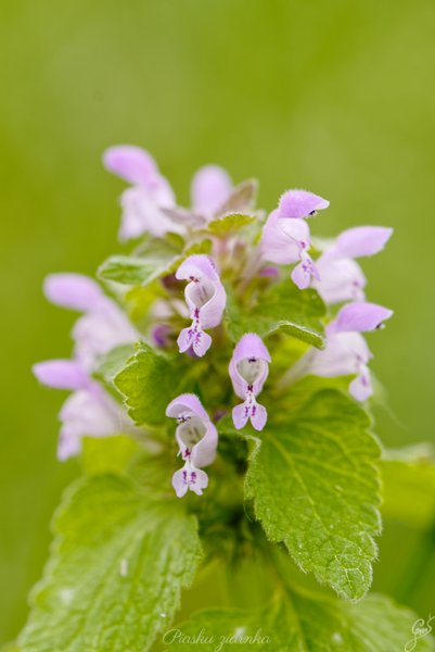 Jasnota różowa (Lamium amplexicaule)