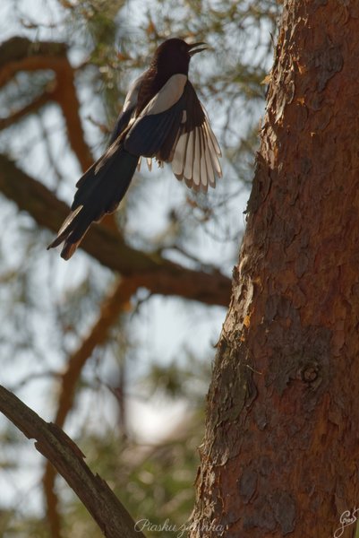 Sroka (Pica pica) wzbijająca się w powietrze