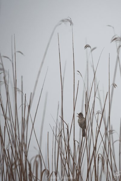 Łozówka (Acrocephalus palustris)