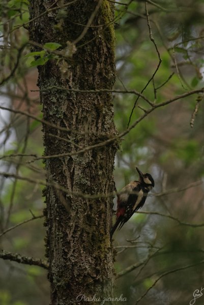 Dzięcioł duży (Dendrocopos major)